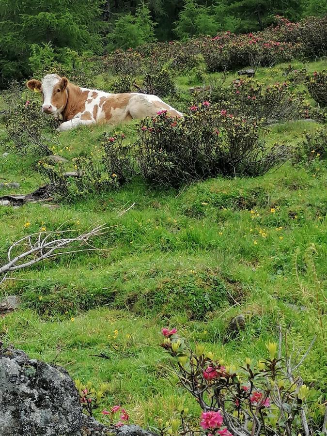 Mooshof Lägenhet Kaunertal Exteriör bild